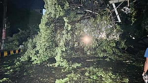 ঘূর্ণিঝড় হামুন: গাছ ও দেয়ালচাপায় ২ মৃত্যু