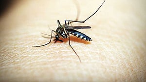 মশার বংশ ধ্বংস করাই সমাধান?