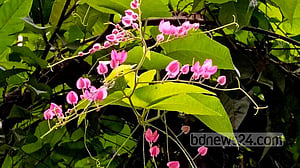 অনন্তলতার অন্তহীন প্রাণ
