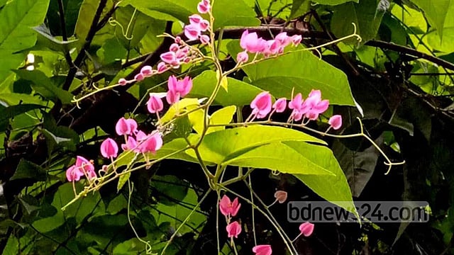 অনন্তলতার অন্তহীন প্রাণ