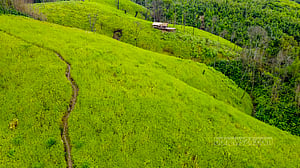 পাহাড়ের গহীনে জুমের ধান