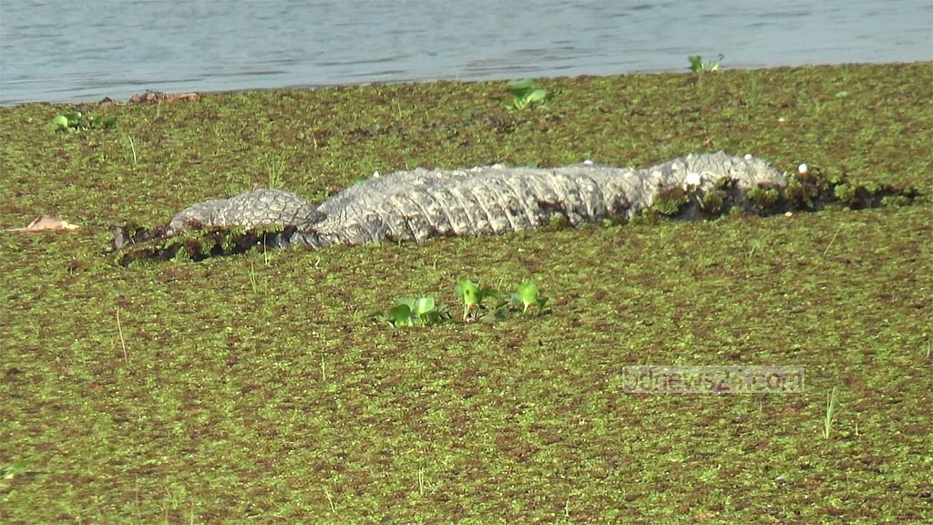 খানজাহান আলী মাজারের কুমিরের মৃত্যু
