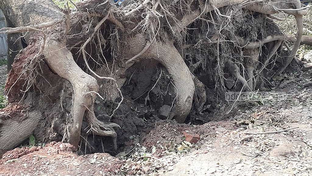 ঘূর্ণিঝড় মিধিলি: শরীয়তপুরে গাছ চাপায় বৃদ্ধার মৃত্যু