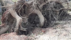 ঘূর্ণিঝড় মিধিলি: শরীয়তপুরে গাছ চাপায় বৃদ্ধার মৃত্যু
