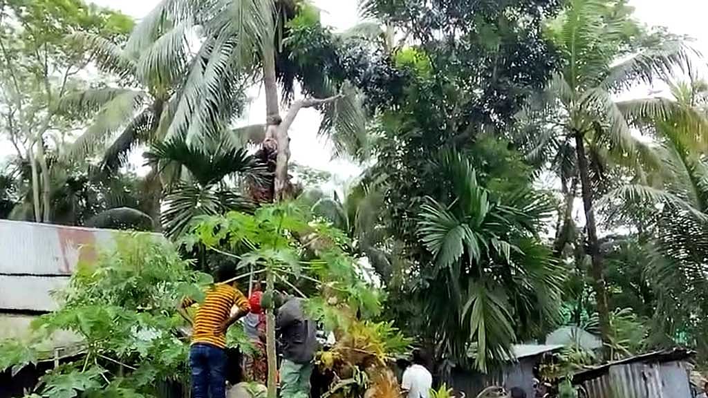 পটুয়াখালীতে ঝড়ে পড়া গাছ কাটতে গিয়ে চাপা পড়ে শ্রমিকের মৃত্যু