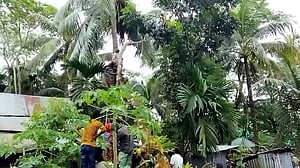 পটুয়াখালীতে ঝড়ে পড়া গাছ কাটতে গিয়ে চাপা পড়ে শ্রমিকের মৃত্যু