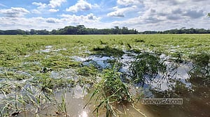 মিধিলির প্রভাব: বরিশালে আমন ধানের ২১% ক্ষতি