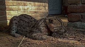 রাজবাড়ীতে ধান ক্ষেতে ধরা পড়ল ‘মেছো বাঘ’