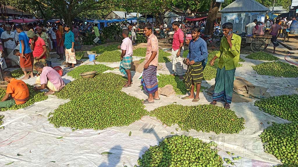 জলপাই কেনাবেচায় জমজমাট সিরাজগঞ্জের বাগবাটি হাট