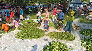 জলপাই কেনাবেচায় জমজমাট সিরাজগঞ্জের বাগবাটি হাট