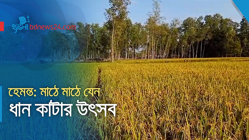 হেমন্ত: মাঠে মাঠে ধান কাটার উৎসব