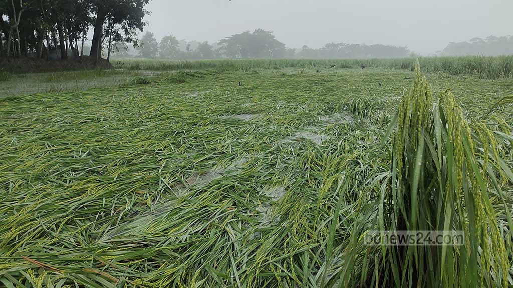 ঘূর্ণিঝড় ‘মিধিলি’: পটুয়াখালীতে ঘরবাড়ি ও আমনের ক্ষতি