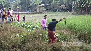 বরিশালে চায়ের দোকানির ‘পালা’ গোখরা ধানক্ষেতে মুক্ত