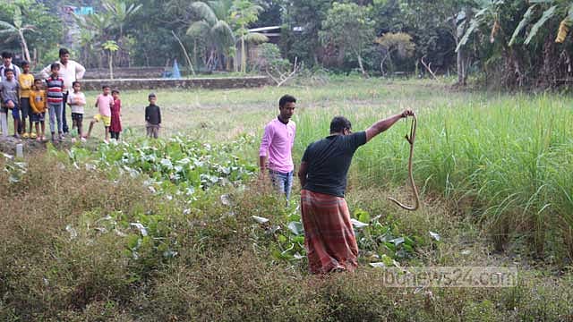 বরিশালে চায়ের দোকানির ‘পালা’ গোখরা ধানক্ষেতে মুক্ত