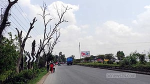 ঢাকা-চট্টগ্রাম মহাসড়ক: সারি সারি মরা গাছের আতঙ্কে চালক-যাত্রী