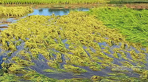 ঘূর্ণিঝড় মিধিলি: চাঁদপুরে ৬১০ হেক্টর জমির ফসলের ক্ষতি