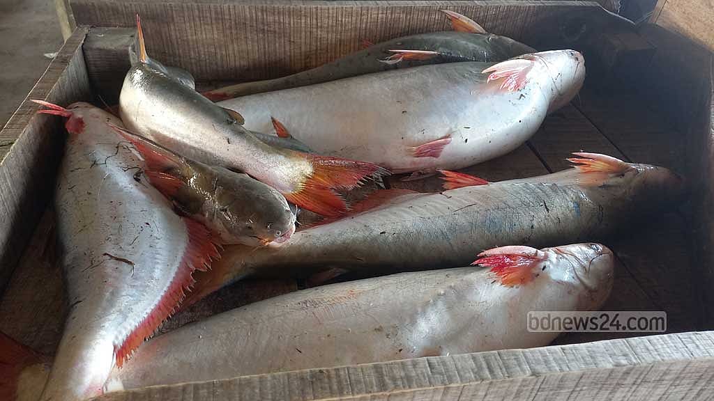 ইলিশ নয়, মেঘনায় জালে বড় বড় পাঙ্গাস
