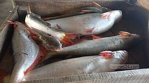 ইলিশ নয়, মেঘনায় জালে বড় বড় পাঙ্গাস