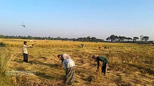 ‘ইবার ধান বালা অইছে’