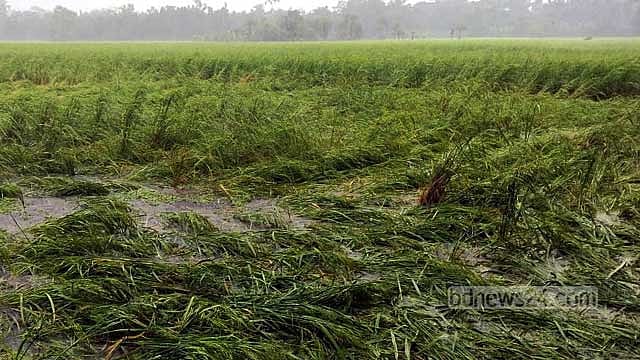 ঘূর্ণিঝড় মিধিলি: পিরোজপুরে আমন ধানের ক্ষতির শঙ্কা