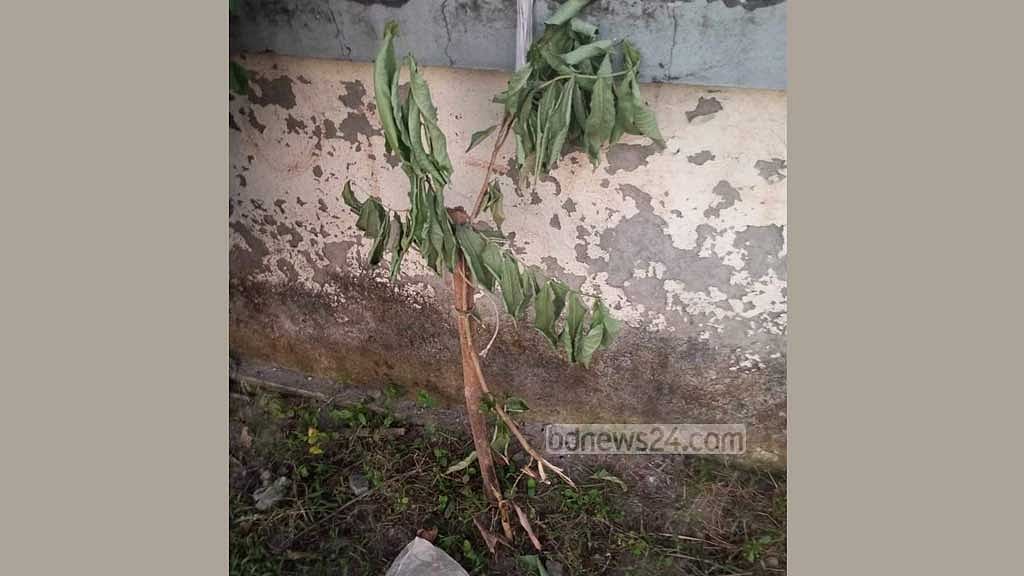 মানিকগঞ্জে গাছের সঙ্গে এ কেমন শত্রুতা!