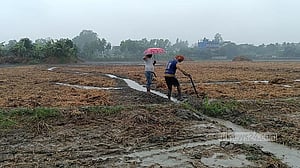 হঠাৎ বৃষ্টিতে পানি জমায় আলু পচনের শঙ্কায় চাষিরা