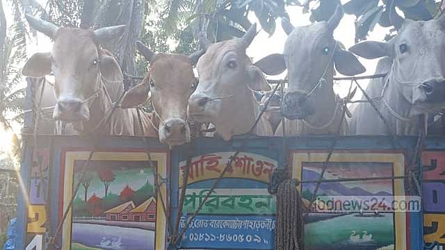 মিয়ানমার থেকে আনা ২০টি গরু জব্দ, ৩ ‘পাচারকারি’ আটক