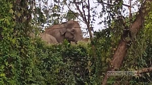 রামুতে লোকালয়ে বন্য হাতির দল, আক্রমণে নারীসহ আহত ২