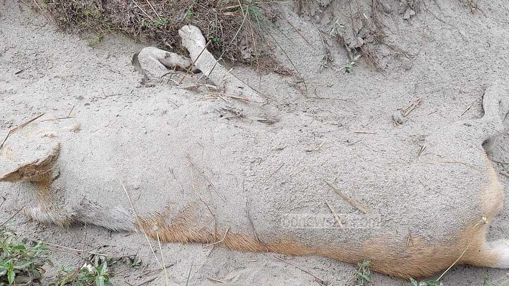 কুকুরটি ট্রাকে পিষ্ট নাকি হত্যার শিকার