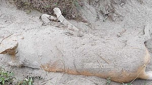 কুকুরটি ট্রাকে পিষ্ট নাকি হত্যার শিকার