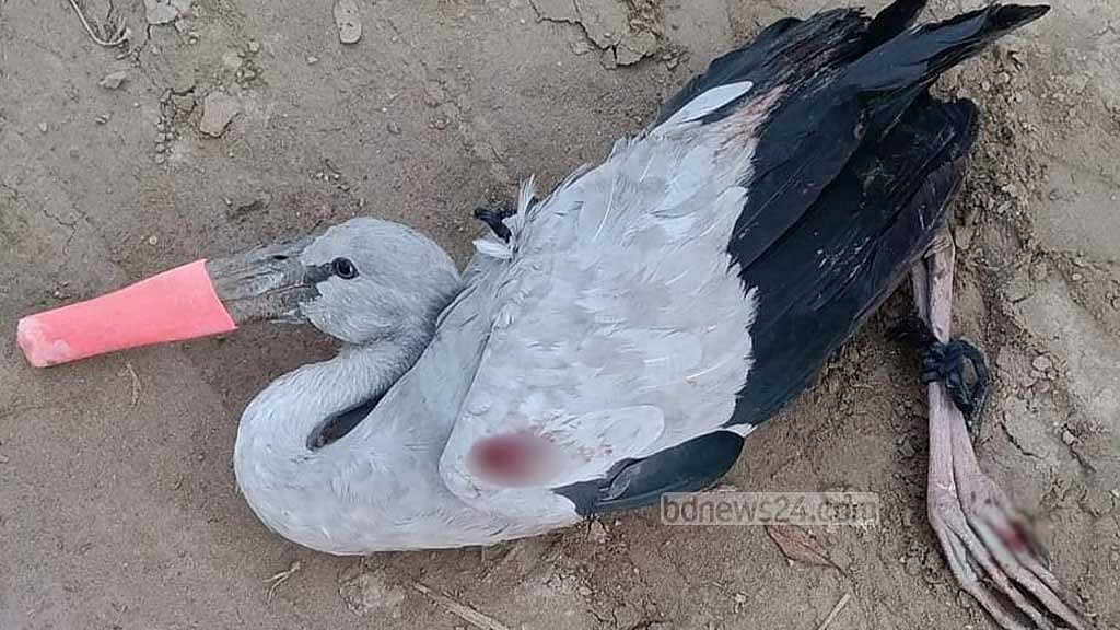 শিকারির গুলিতে আহত হাড়গিলার প্রাণ বাঁচল চিকিৎসায়