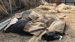 দিনাজপুরে ‘অজ্ঞাত রোগে’ খামারির ৩৫টি গরুর মৃত্যু