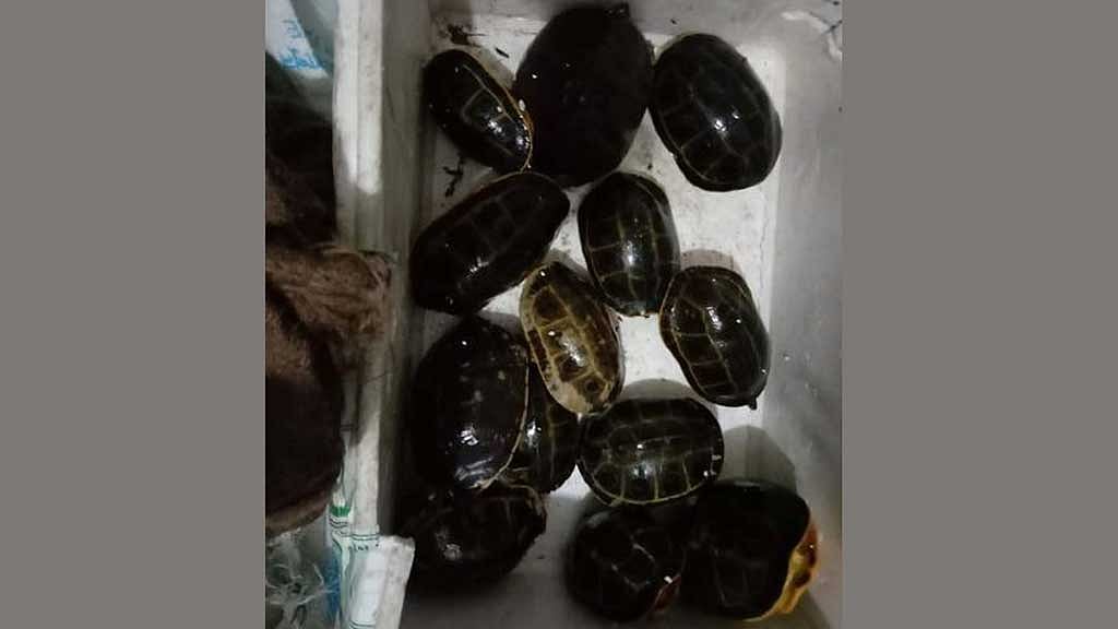কুমিল্লায় উদ্ধার ৪৫ কচ্ছপ মুক্ত হল ভাওয়াল জাতীয় উদ্যানে
