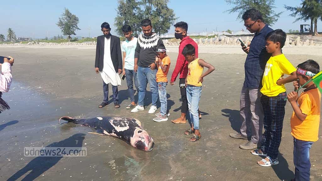টেকনাফের সৈকতে ভেসে এল রক্তাক্ত ডলফিন
