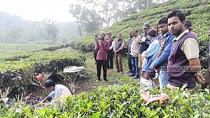 নতুন বছরে চা গাছের উৎপাদন বাড়াতে প্রুনিং