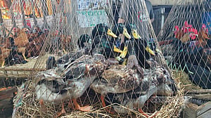 শীতে বেড়েছে পাতিহাঁসের কদর