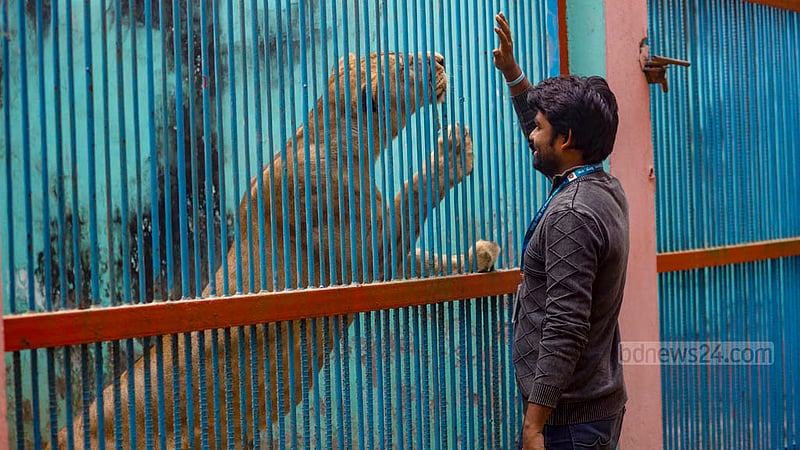 দীর্ঘদিন ধরে সিংহের পরিচর্যা করে আসছেন চিড়িয়াখানার কর্মী আমিন খাঁ। সিংহের সঙ্গে সখ্যতা থাকায় আমিন খাঁচার কাছে যেতেই খাতির করে সেই প্রাণী।