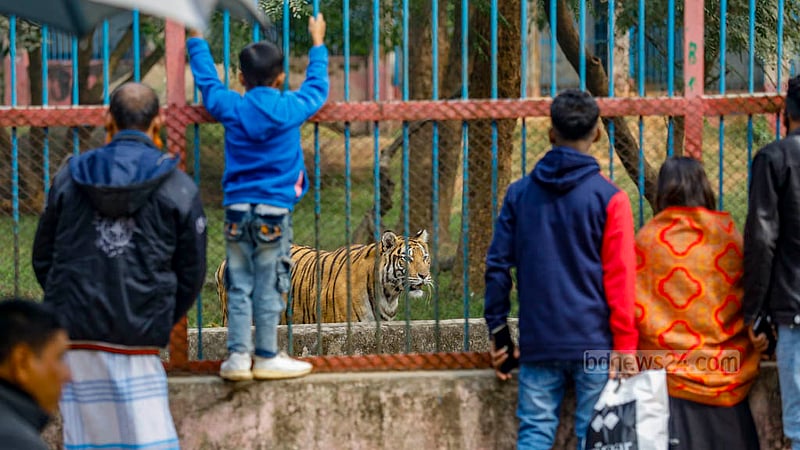 ঢাকার মিরপুরে চিড়িয়াখানায় বাঘের খাঁচার বাইরে দর্শনার্থীরা।