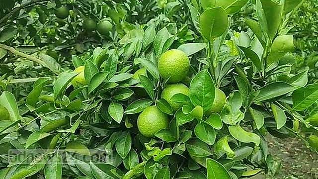 পরিপক্বের আগেই ঝরে পড়ছে মাল্টা, হতাশ চাষি