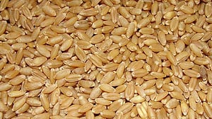 রাশিয়া থেকে আসবে তিন লাখ টন গম