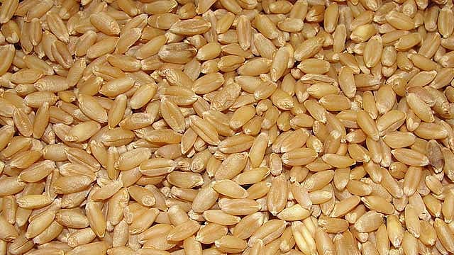 রাশিয়া থেকে আসবে তিন লাখ টন গম