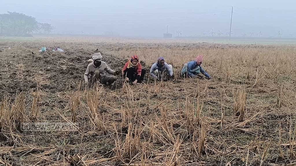 মাদারীপুরে শীতে বিপর্যস্ত জনজীবন, শীতবস্ত্র বিতরণ অপর্যাপ্ত