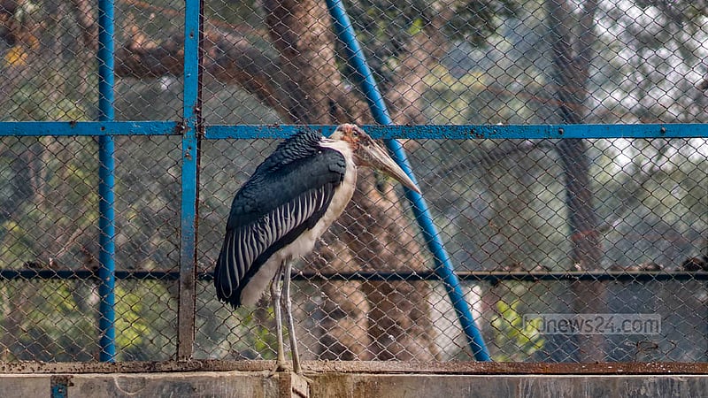 ঢাকার মিরপুরে চিড়িয়াখানায় শীতের কারণে বেশির ভাগ পাখিকে গুটিসুটি মেরে বসে থাকতে দেখা যায়। হিম হাওয়ায় তাদেরকে খাঁচার মধ্যে উড়তে কম দেখা যায়।