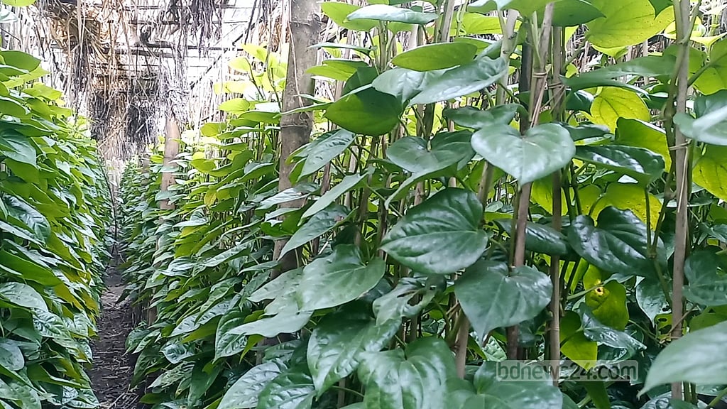 বালিয়াকান্দির পান যাচ্ছে বিদেশেও, চাষিদের আয় ৭০ কোটির বেশি