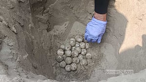 সৈকতে ১২৫ ডিম পেড়ে সাগরে ফিরল কাছিম