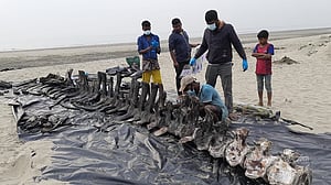 সমুদ্রসৈকতে পুঁতে রাখার তিন বছর পর তোলা হল তিমির কঙ্কাল
