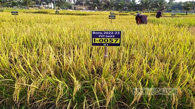 ব্রি উদ্ভাবিত অধিক প্রোটিন সমৃদ্ধ দুটি ধানের জাত অনুমোদন
