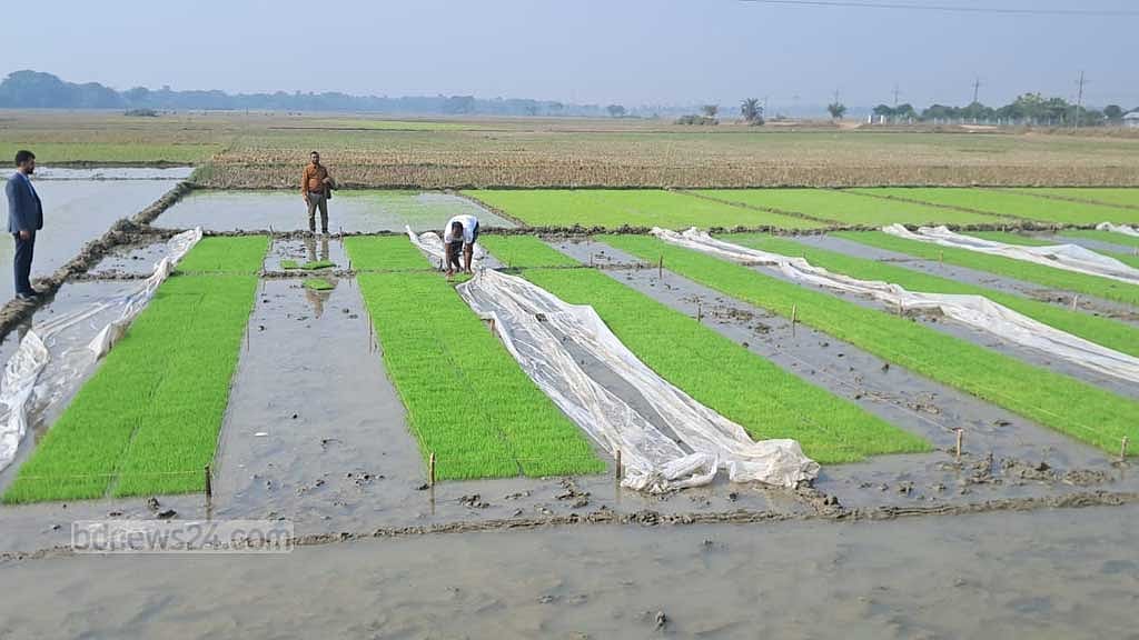 শীতে বীজতলা পলিথিন দিয়ে ঢেকে রাখছেন কৃষক