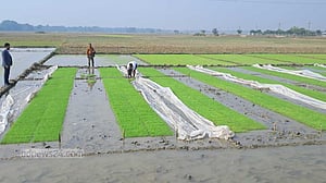 শীতে বীজতলা পলিথিন দিয়ে ঢেকে রাখছেন কৃষক