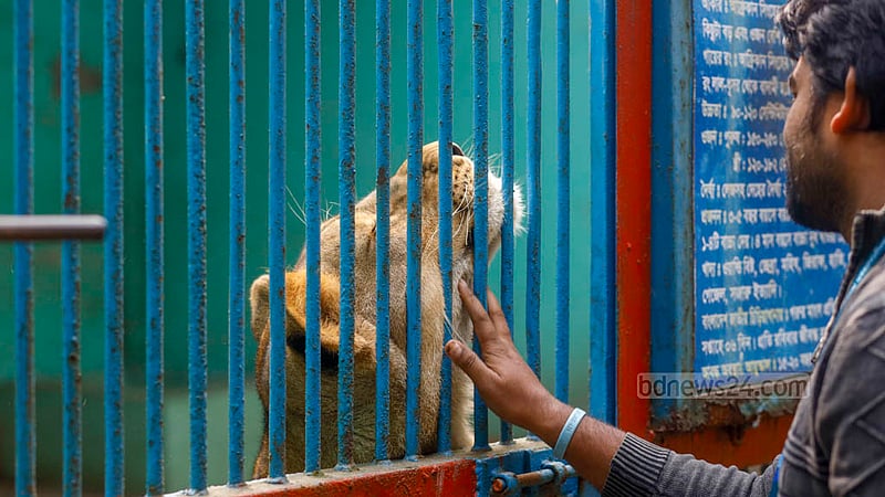 দীর্ঘদিন ধরে সিংহের পরিচর্যা করে আসছেন চিড়িয়াখানার কর্মী আমিন খাঁ। সিংহের সঙ্গে সখ্যতা থাকায় আমিন খাঁচার কাছে যেতেই খাতির করে সেই প্রাণী।